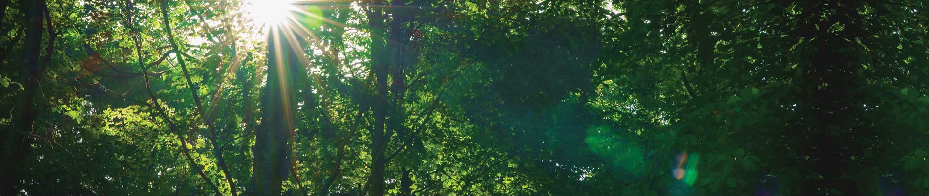 The sun breaks through the trees in a forest